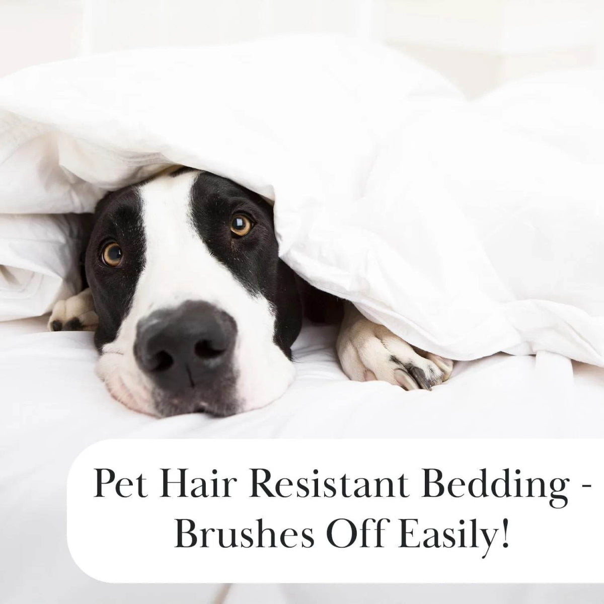 XL Twin Quilt Set, Microfiber Quilted Bedspread, Twin Bedding Coverlet Set with Pillow Sham, Wrinkle-Free, Stain & Pet Hair - Sleep Galleria